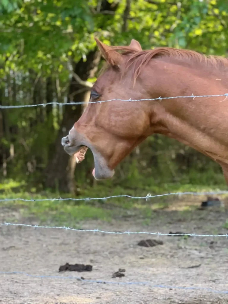 Brittany's horse, Gracie, yawning.
