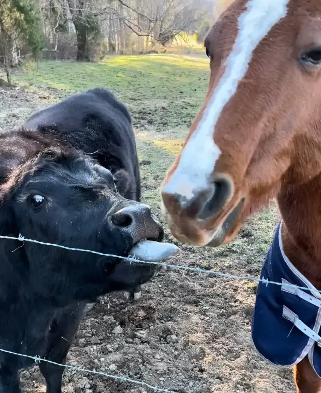 Brittany's cow, Daisy licking her horse, Gracie