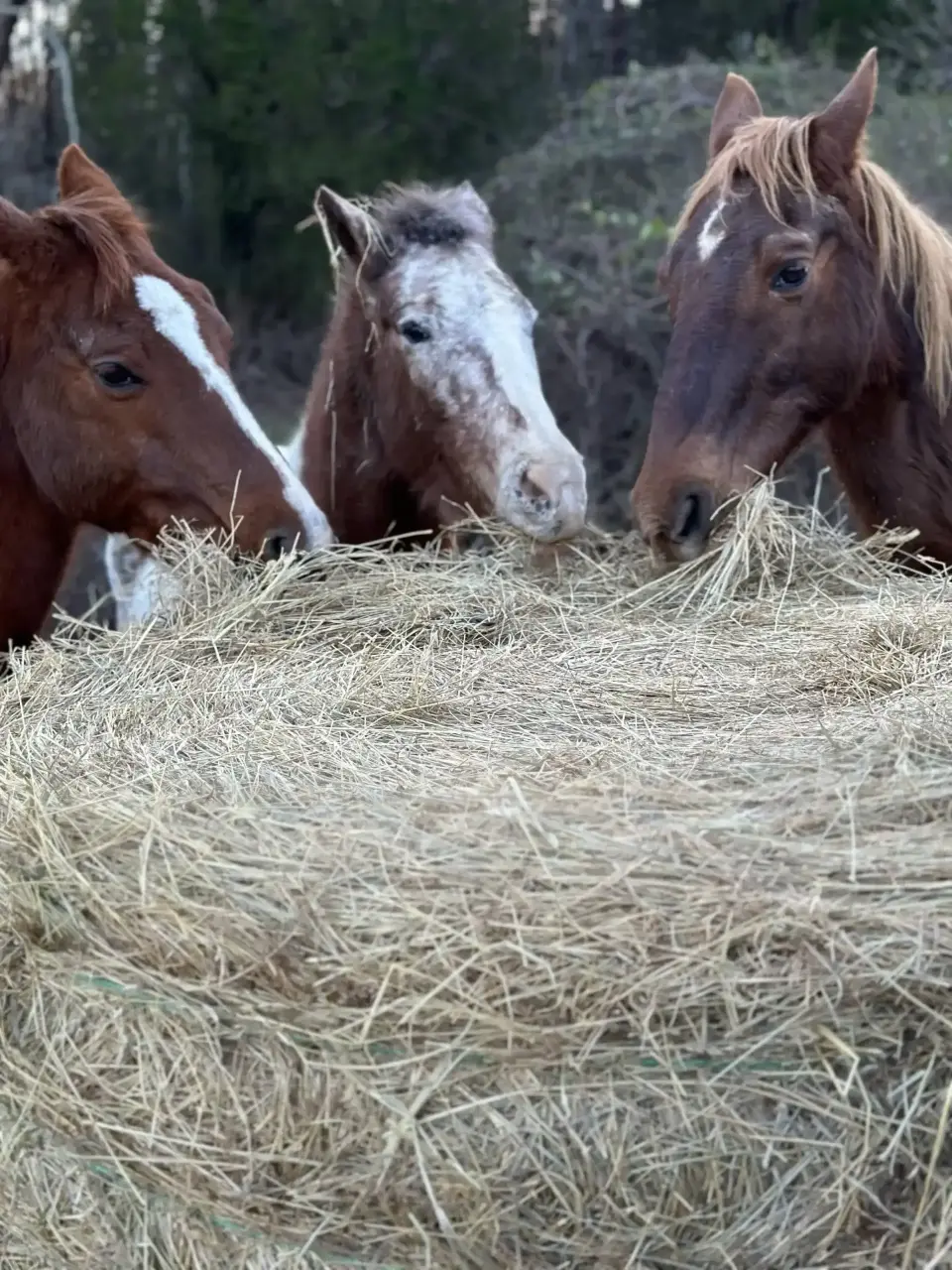 Brittany's horses, Gracie, Ratchet, and Rebel eating hay