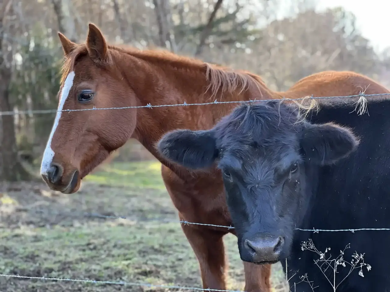 Brittany's horse, Gracie, and her cow, Daisy