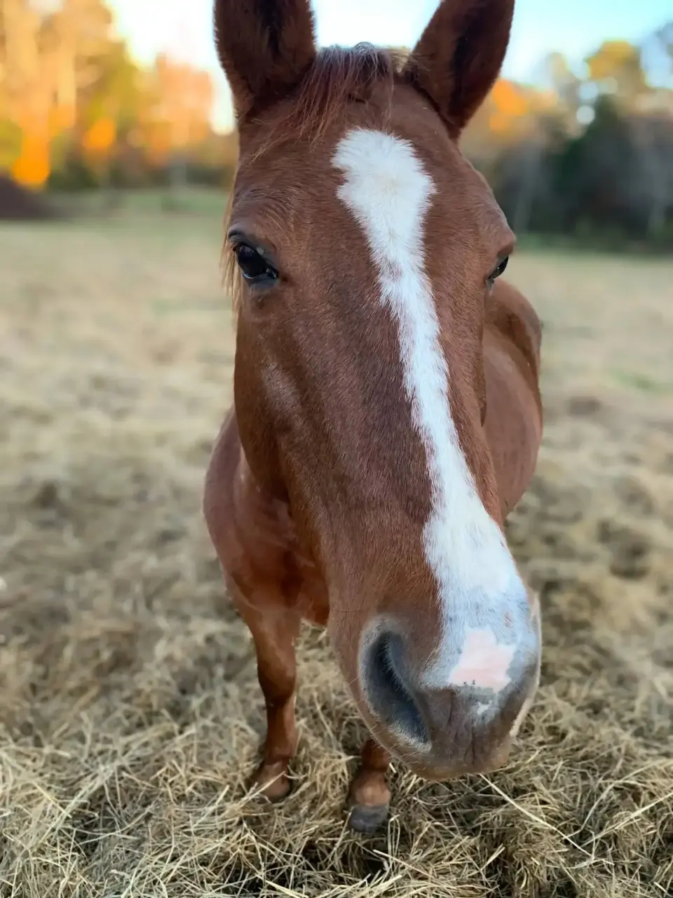 Brittany's horse Gracie up close