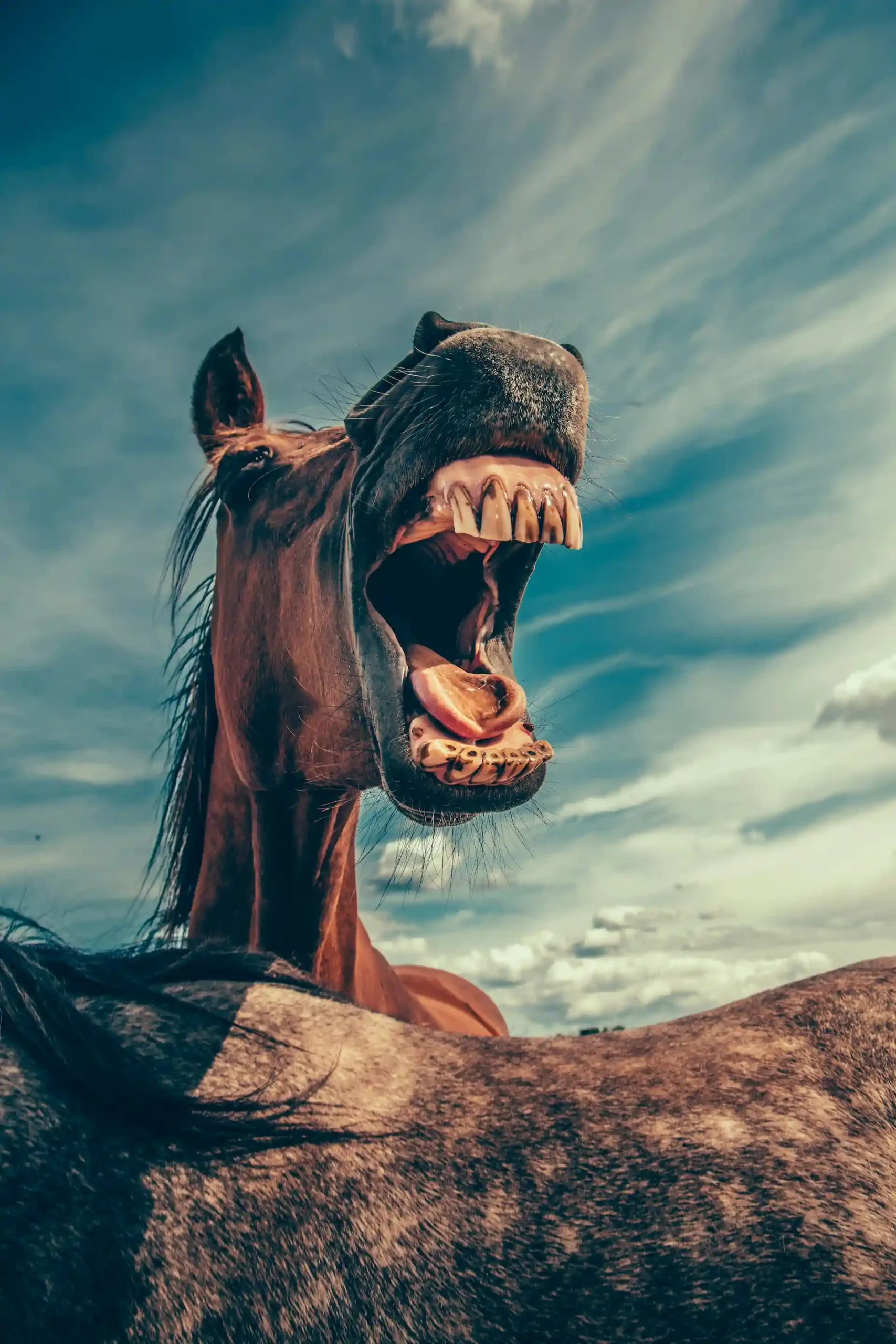 A horse yawning wide